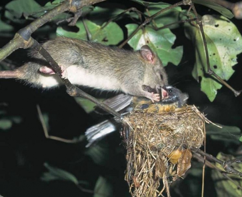 Record volumes in record time for the Battle for our Birds Orillion