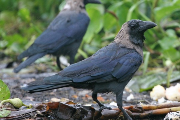 Rooks  Waikato Regional Council