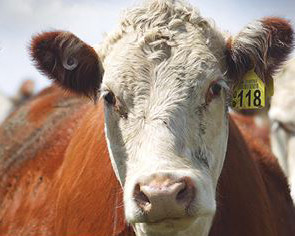 case study of bovine tuberculosis